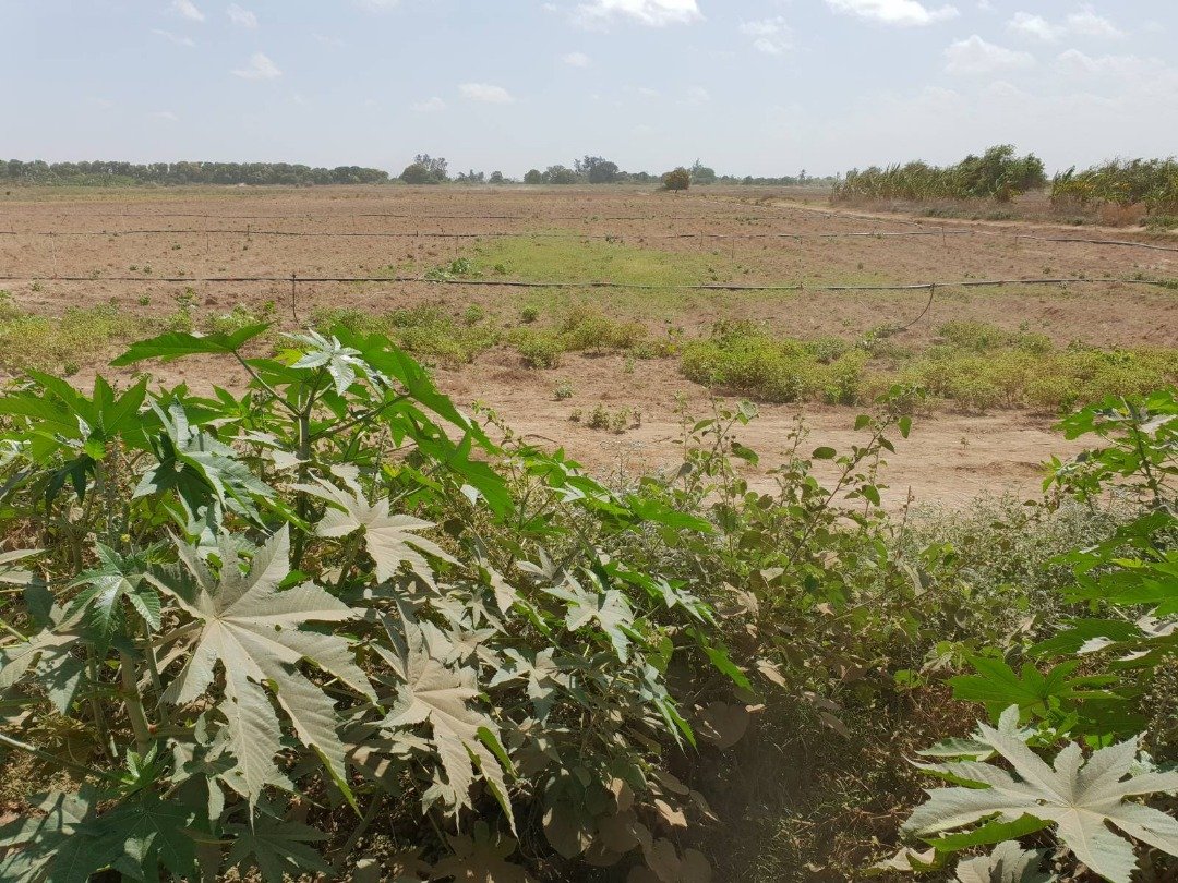 The Farm Project in Balcad, Somalia